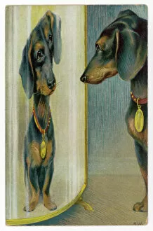 Mirror Collection: Black and Tan Dachshund