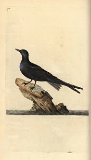 Niger Gallery: Black tern, Chlidonias niger