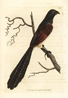 Black-throated coucal, Centropus leucogaster
