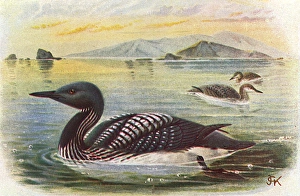 Arctica Gallery: Black-throated Diver (Gavia arctica)