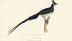 Kearsley Collection: Black-throated magpie-jay, Calocitta colliei