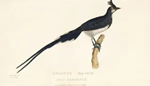 Kearsley Gallery: Black-throated magpie-jay, Calocitta colliei