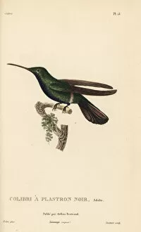 Trochilus Collection: Black-throated mango, Anthracothorax nigricollis