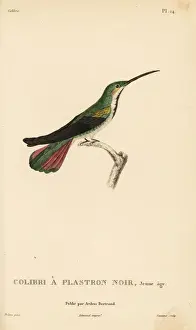 Black-throated mango, Anthracothorax nigricollis. Juvenile
