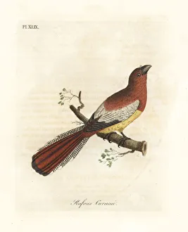Rufus Gallery: Black-throated trogon, Trogon rufus, female