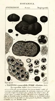 Dizionario Collection: Black truffle, Tuber melanosporum