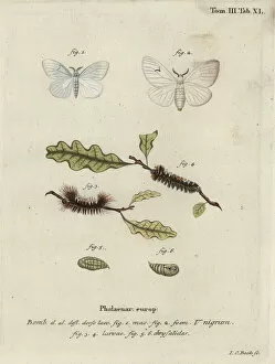 Phalaena Collection: Black V moth, Arctornis l-nigrum