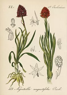Vanilla Gallery: Black vanilla orchid, Gymnadenia nigra