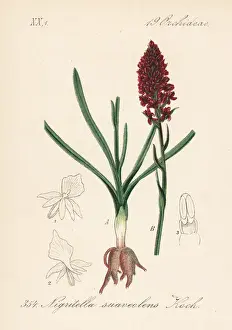 Black vanilla orchid, Gymnadenia nigra