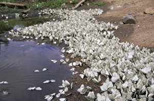 Aporia Gallery: Black-veined White Butterflies