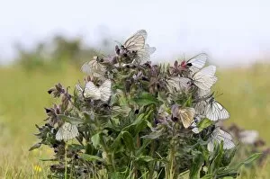 Images Dated 12th June 2010: Black-veined White Butterflies - gathered on flowering