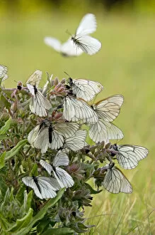 Aporia Gallery: Black-veined White Butterflies - gathered on flowering