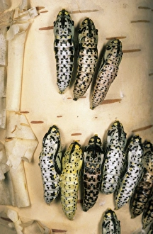Aporia Gallery: Black-veined White Butterfly - masses of pupae