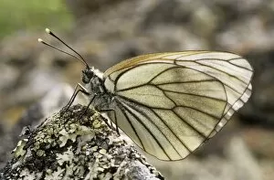 Black-veined White Butterfly - resting on a stone
