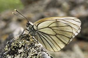 Aporia Gallery: Black-veined White Butterfly - resting on a stone