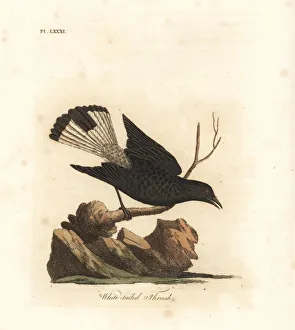 Latham Collection: Black wheatear, Oenanthe leucura