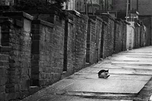 Terraced Collection: Black and white cat in backstreet, Bradford, Yorkshire