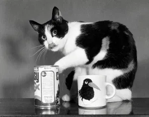 Checking Prints: A black and white cat checking the cat food