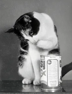 A black and white cat checking the cat food