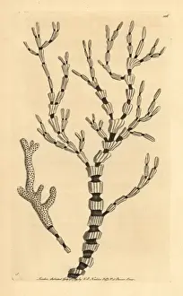 Black and white coral, Isis hippuris