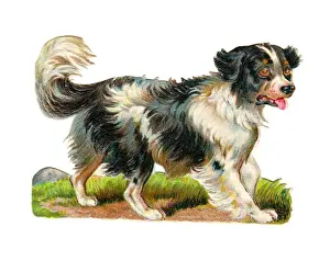 Black and white dog on a Victorian scrap