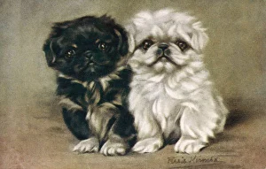 ペキニーズ書籍4冊セット 本 洋書 写真 pekingese PEKINGESE ペキニーズ書籍4冊セット 本 洋書 写真 pekingese PEKINGESE