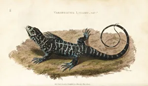 Amphibia Collection: Black and white tegu, Tupinambis merianea