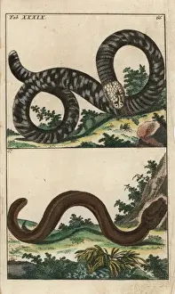 Encyclopediaofnaturalhistory Amphibia Prints: Black and white worm lizard and Guayaquil caecilian