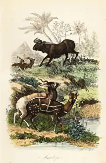 Achille Comte Prints: Black wildebeest, addax and harnessed bushbuck