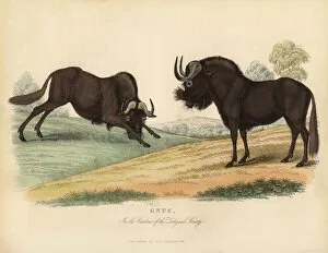Buffon Collection: Black wildebeest, Connochaetes gnou