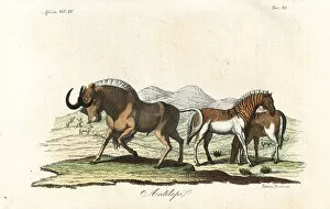 Freschi Collection: Black wildebeest and extinct quagga