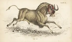 Black wildebeest or white-tailed gnu, Connochaetes gnou