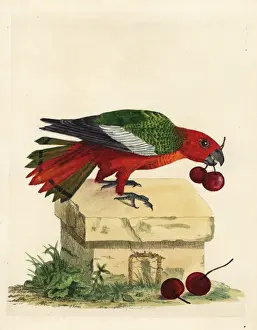 Psittacus Prints: Black-winged parrot, Hapalopsittaca melanotis
