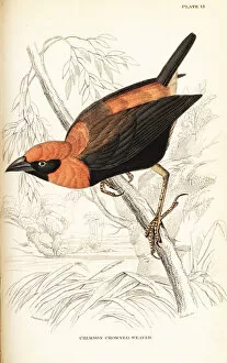 Naturalists Collection: Black-winged red bishop, Euplectes hordeaceus