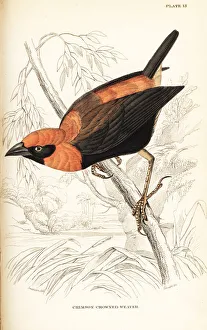 Naturalists Collection: Black-winged red bishop, Euplectes hordeaceus