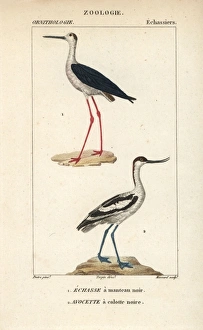 Stilt Collection: Black-winged stilt, Himantopus himantopus