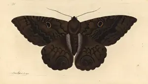 Thenaturalistsmiscellany Prints: Black witch moth, Ascalapha odorata
