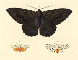 Black witch and salt marsh moth