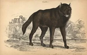 Variant Collection: Black wolf, Canis lupus Melanistic variant
