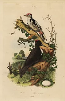 Casse Collection: Black woodpecker and great spotted woodpecker with egg