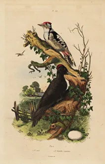 Guerin Meneville Collection: Black woodpecker and great spotted woodpecker with egg