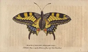 Papilio Prints: Black and yellow swallowtail butterfly, Papilio machaon