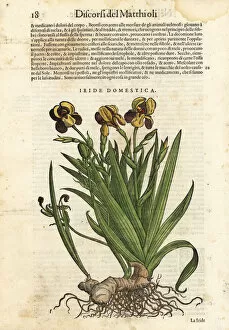 Blackberry lily, Iris domestica