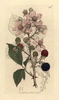 Sowerby Prints: Blackberry, Rubus fruticosus