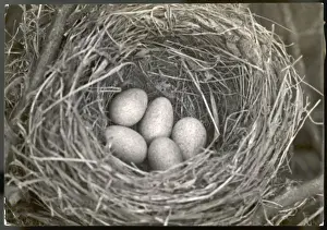Touch Prints: Blackbird Eggs in Nest