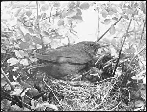 Nesting Collection: Blackbird Nesting