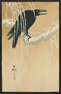 Blackbird in snow
