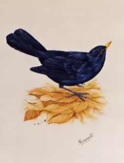 Birds Collection: Blackbird standing on dry leaves