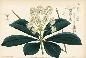 Blackboard tree, Alstonia scholaris