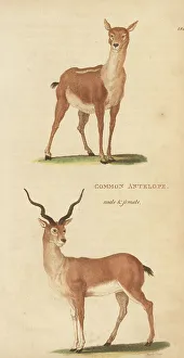 Hind Prints: Blackbuck, male and female, Antilope cervicapra